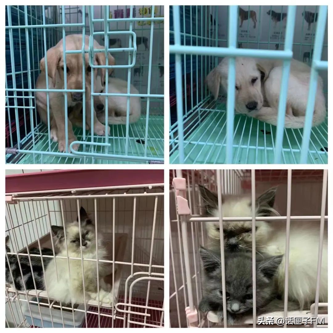 宠物狗销售陷阱,宠物销售内幕