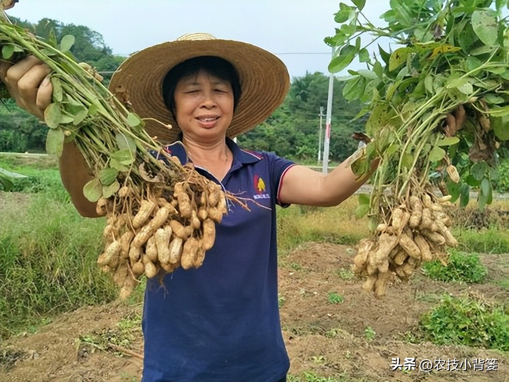 怎样解决花生空壳问题,花生空壳原因及防治方法