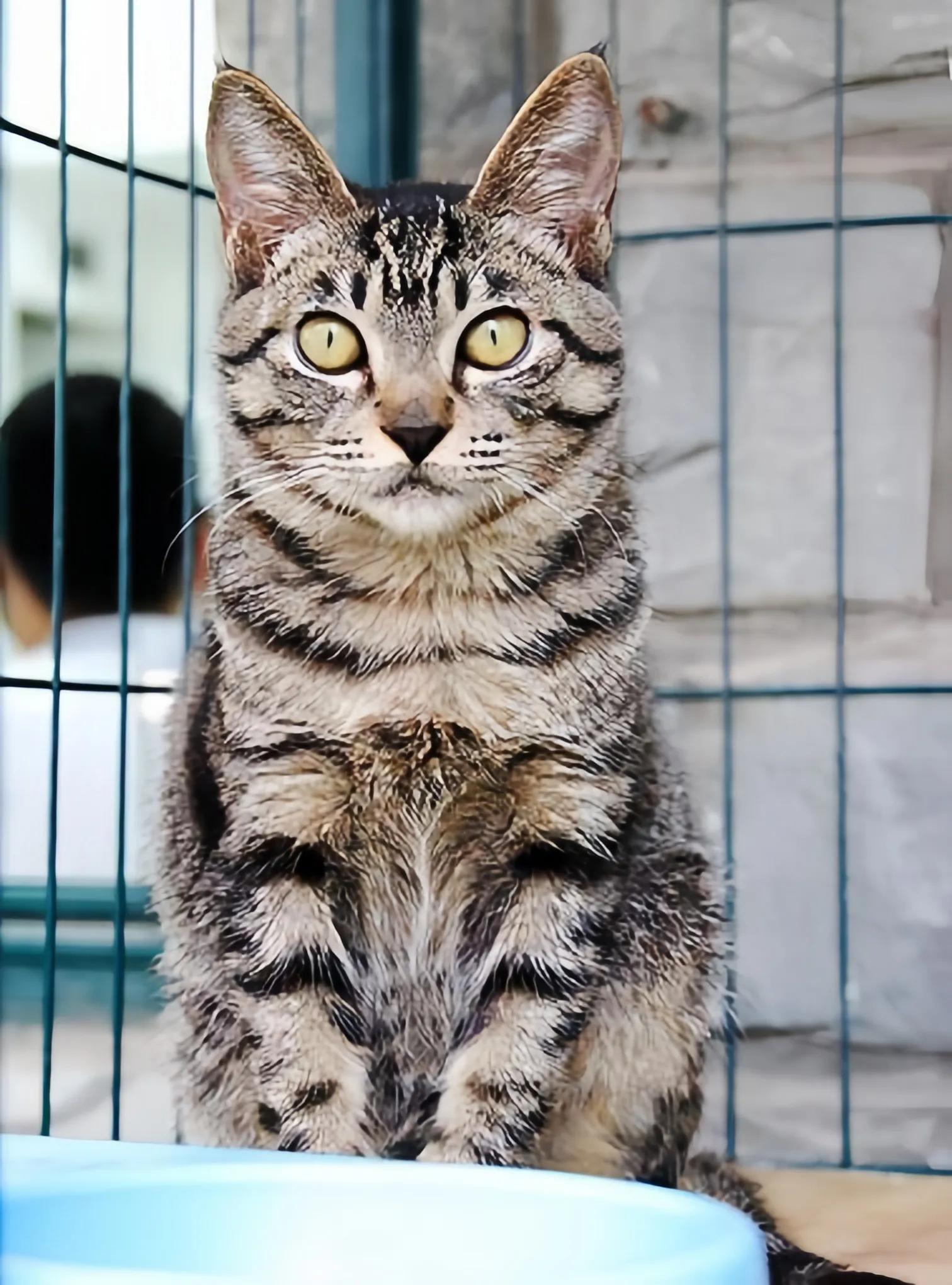 猫咪品种推荐500元以内,叫蒜头的猫咪是什么品种的