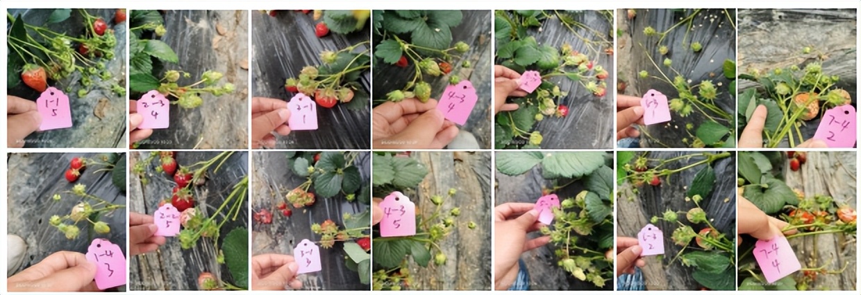 香芹酚与灰霉病,柑橘灰霉病用香芹酚