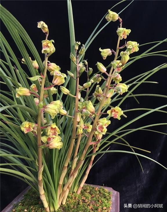 鐝嶇█澶х洿绔嬪彾钑欏叞,涓浗鍗佸ぇ鐝嶈吹钑欏叞