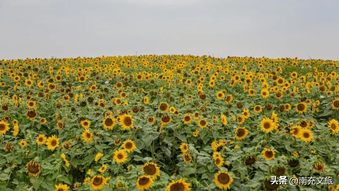 当南充美景遇上“多巴胺”这就是想象中夏天的样子！