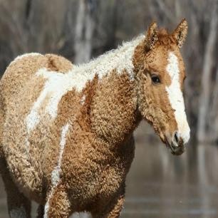 21张真实又罕见的老照片，阴毛假发工作者，我怀疑他用错地方了