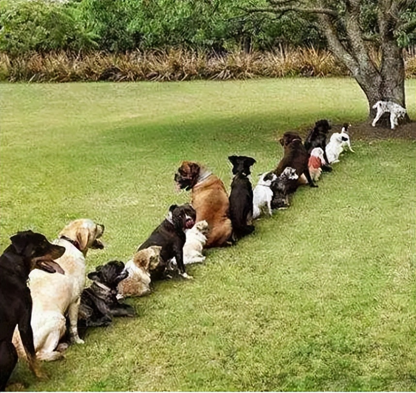 狗狗定点大小便训练进厕所不排便,比熊狗狗怎么训练定点大小便视频