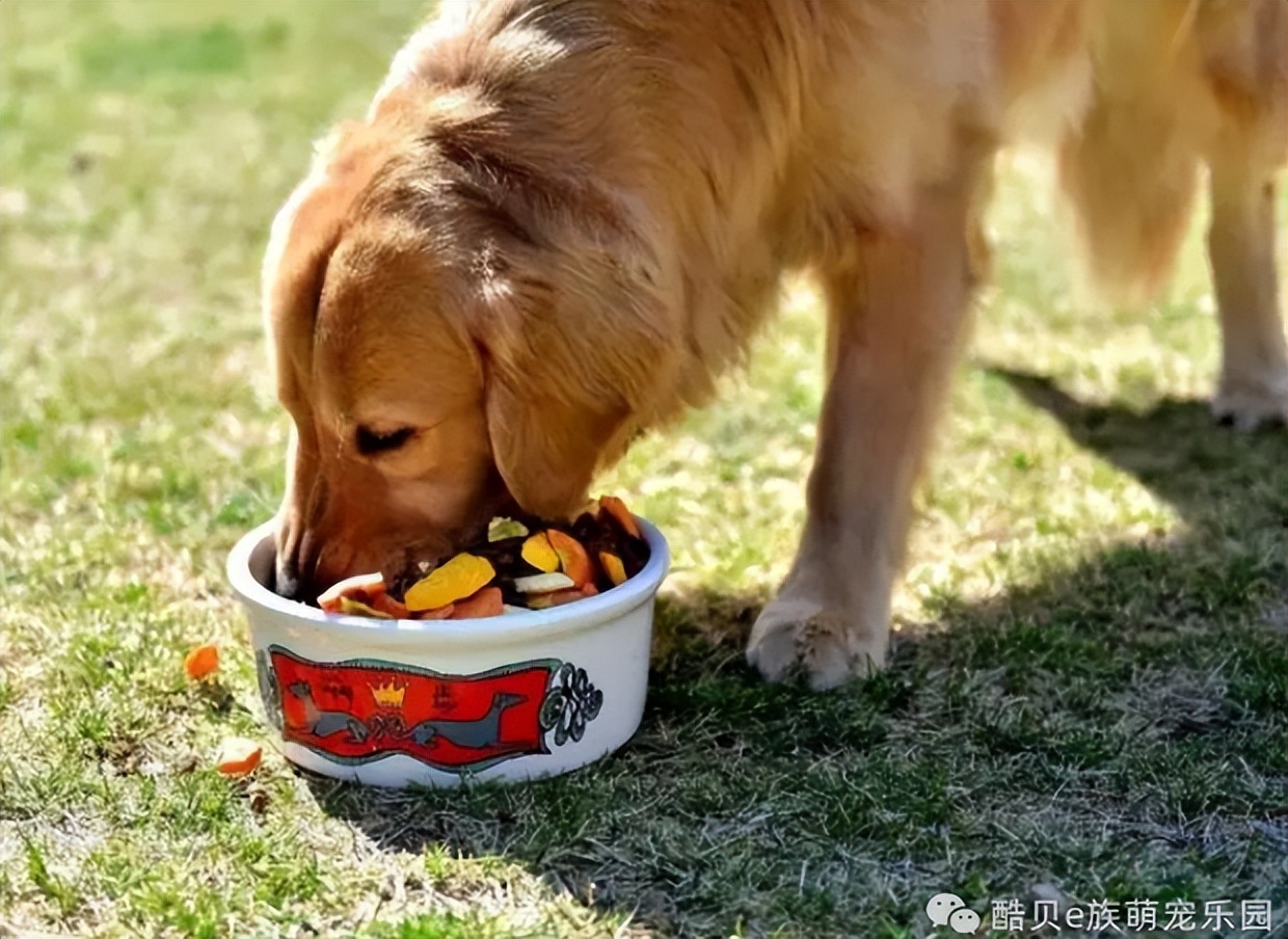 养狗误区123,养狗的误区