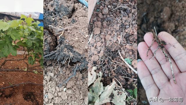 葡萄树专用肥有机肥复合肥,种植葡萄钙肥