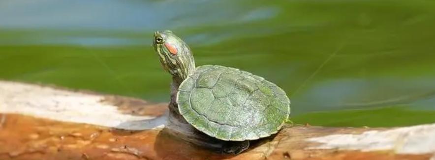 新到的小龟怎么养,小龟怎么养才能养好