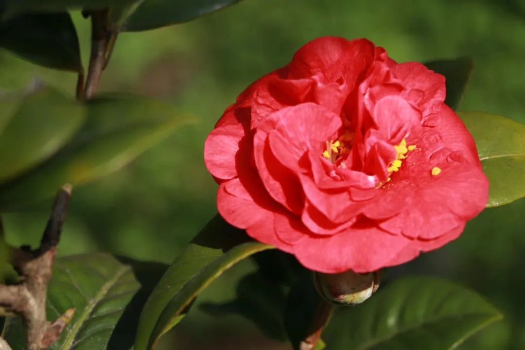 收好这份赏花攻略,春有约花不误一起来赏花