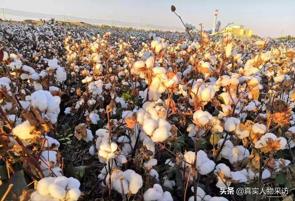 我，湖北人，国企躺平的咸鱼，摆地摊走上生意路，35岁退休当地主