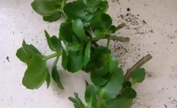 长寿花的扦插方法视频教程,长寿花扦插时间和方法图解