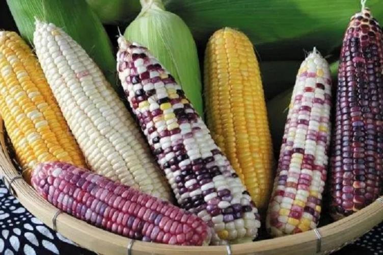 甜玉米糯玉米哪个适合糖尿病人吃,妊娠期糖尿病甜玉米还是糯玉米