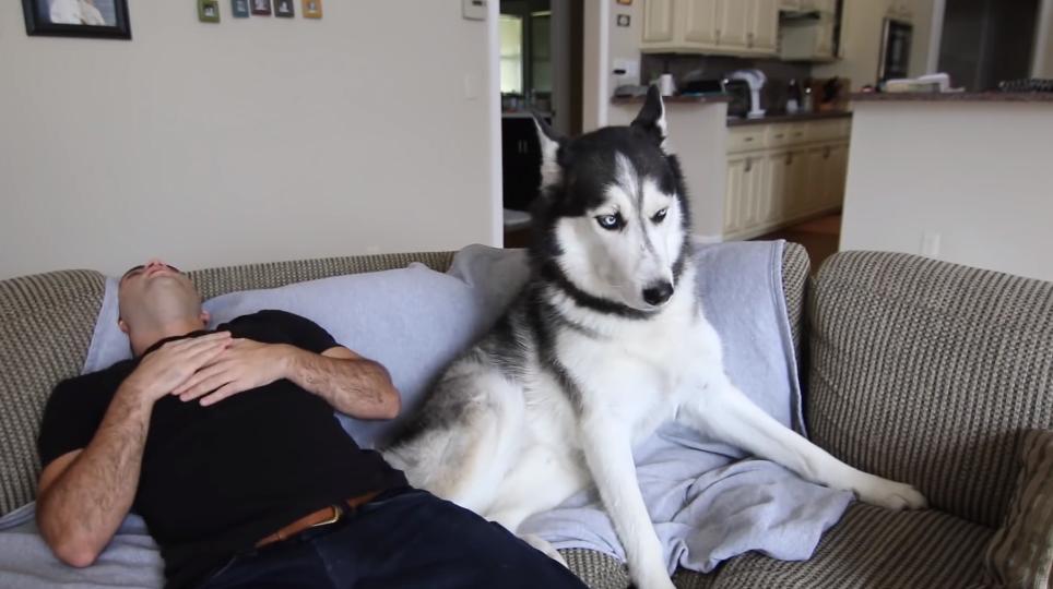 养狗的人的性格和脾气,养狗人的6大特征看看你有吗