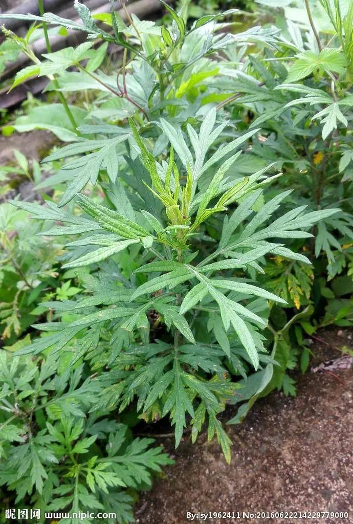 艾草蚊香液工厂店,艾草蚊香棒驱蚊家用第一名