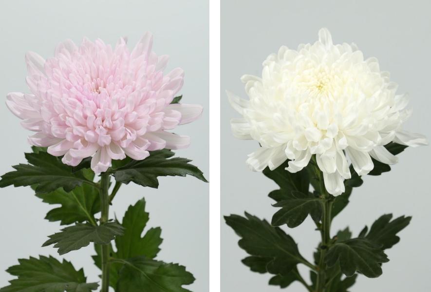 菊花丧葬,丧葬用的菊花是哪种