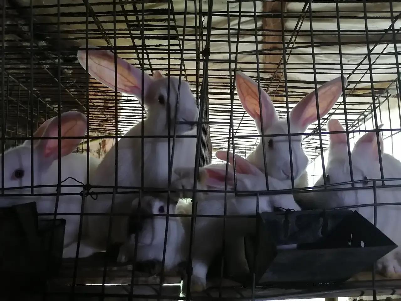 兔子养殖技术用什么方法最好,小白兔养殖创业项目