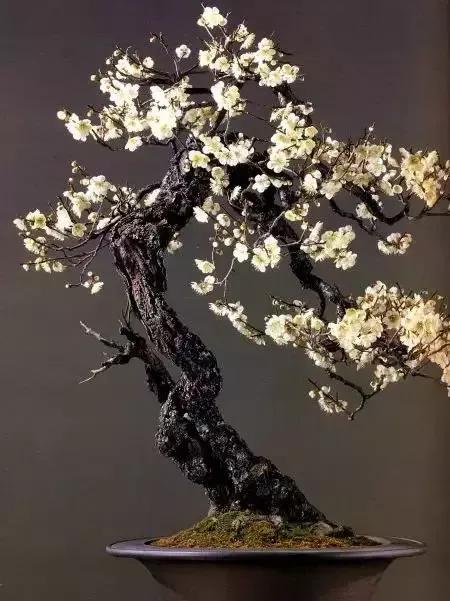 梅花老桩盆景,梅花盆景制作