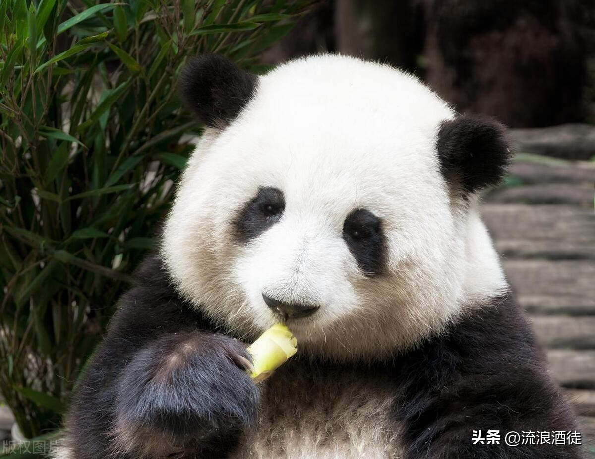 成都2天1夜保姆级旅游攻略,成都保姆级旅游攻略