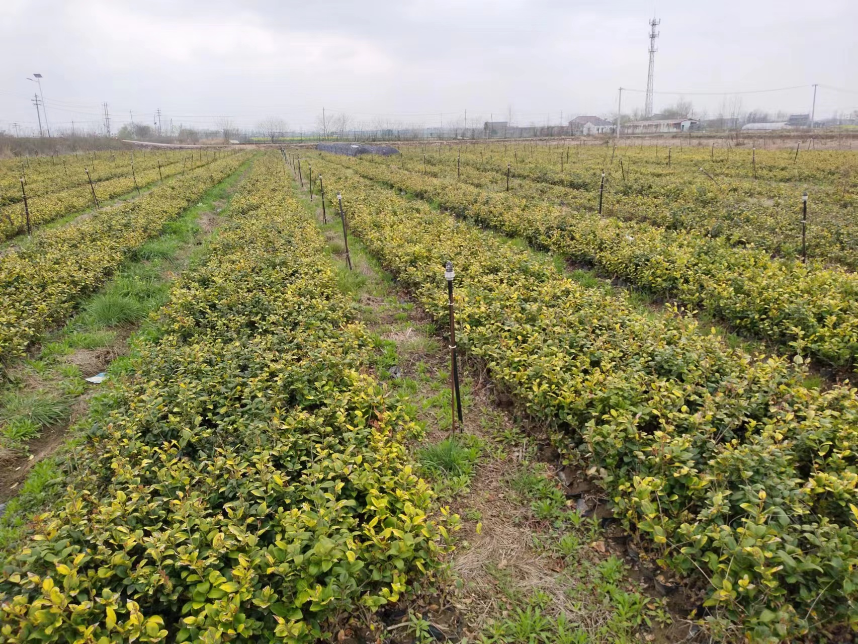 鑽ｄ匠鑻楁湪,鑽ｄ匠鑻楁湪鑽夊潽鍩哄湴