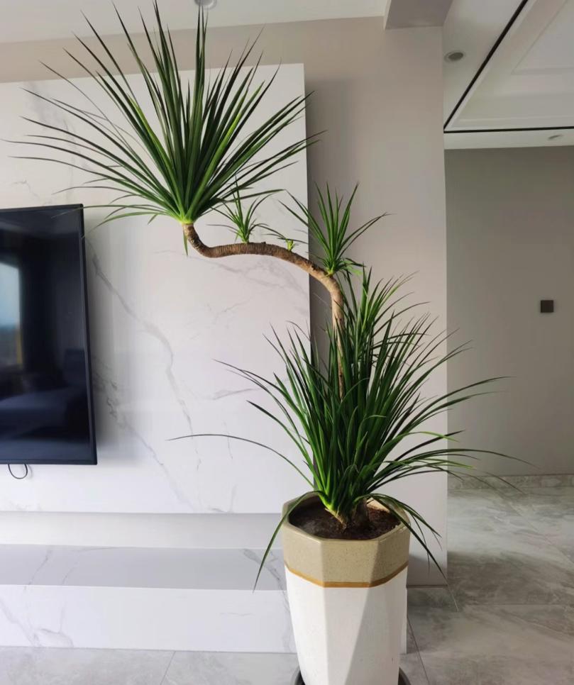 客厅养什么树最好看又好养,10种适合养客厅的吉祥树