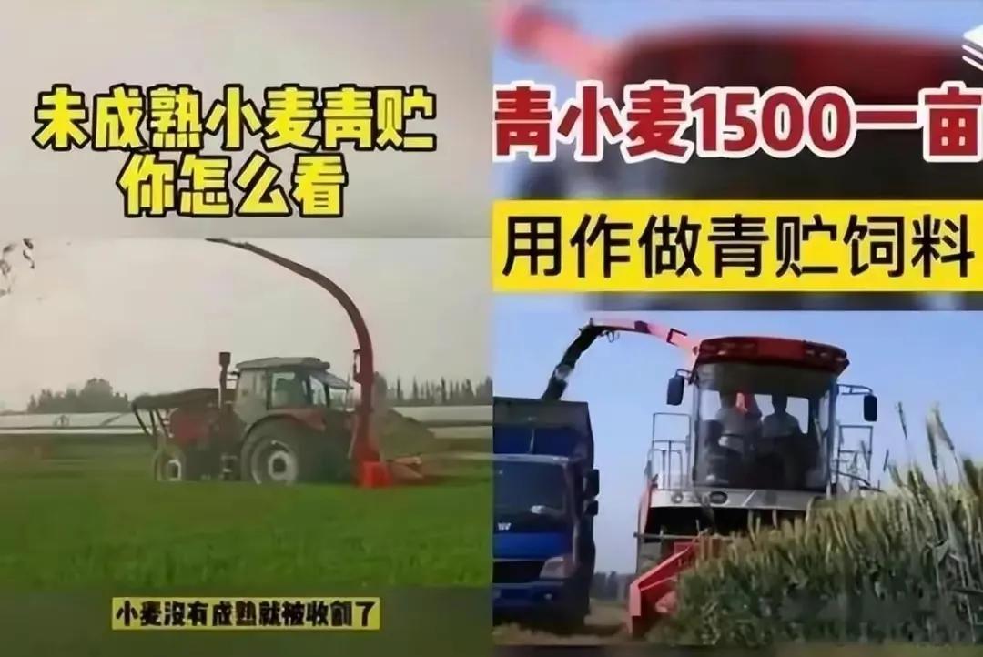 农村整治五类人将面临清查,乡镇能出台经营禁止令吗