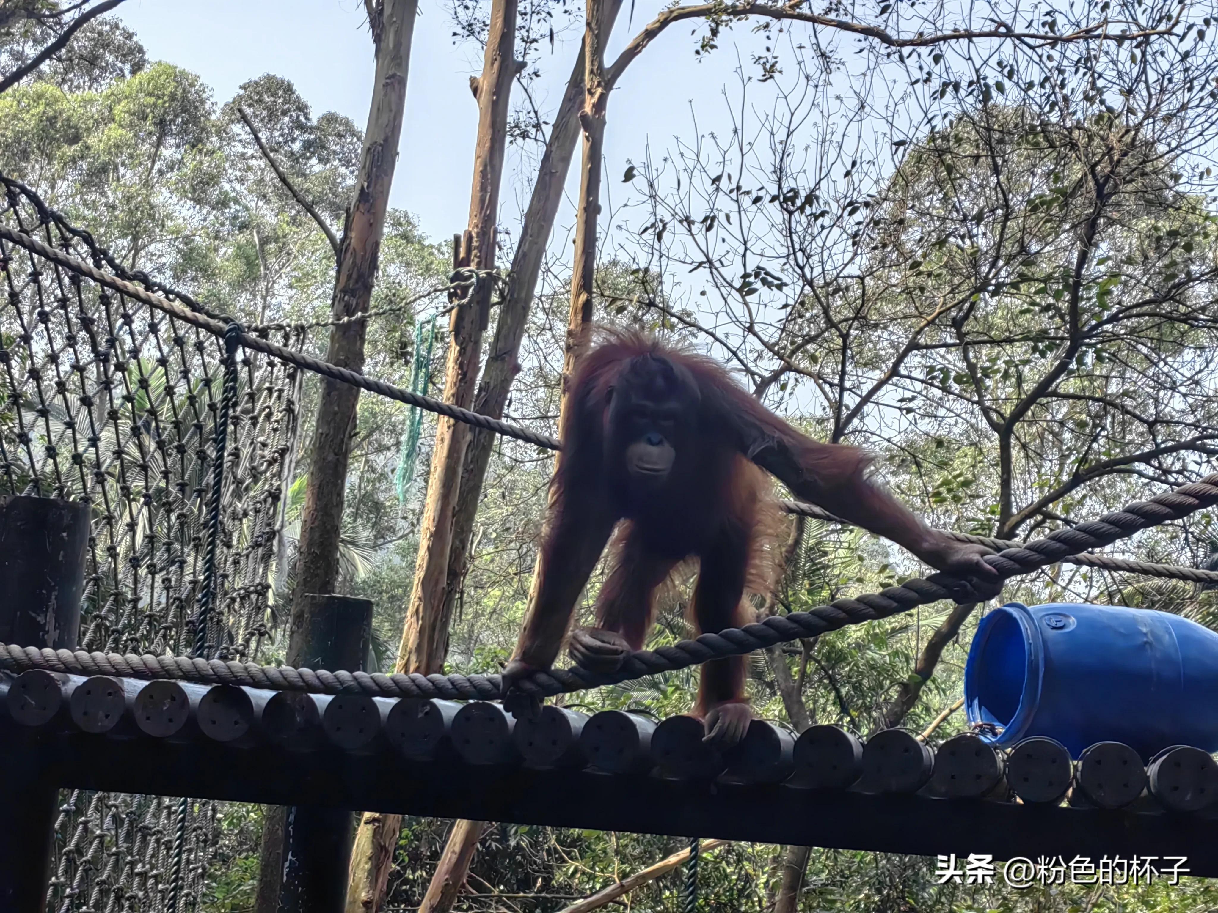 长隆野生动物园旅游攻略费用,长隆野生动物园开车进去攻略