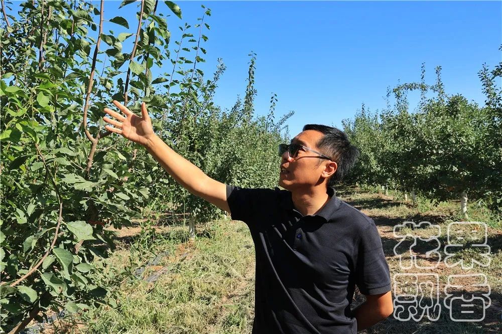 高潮过后，*疆新**西梅路向何方？