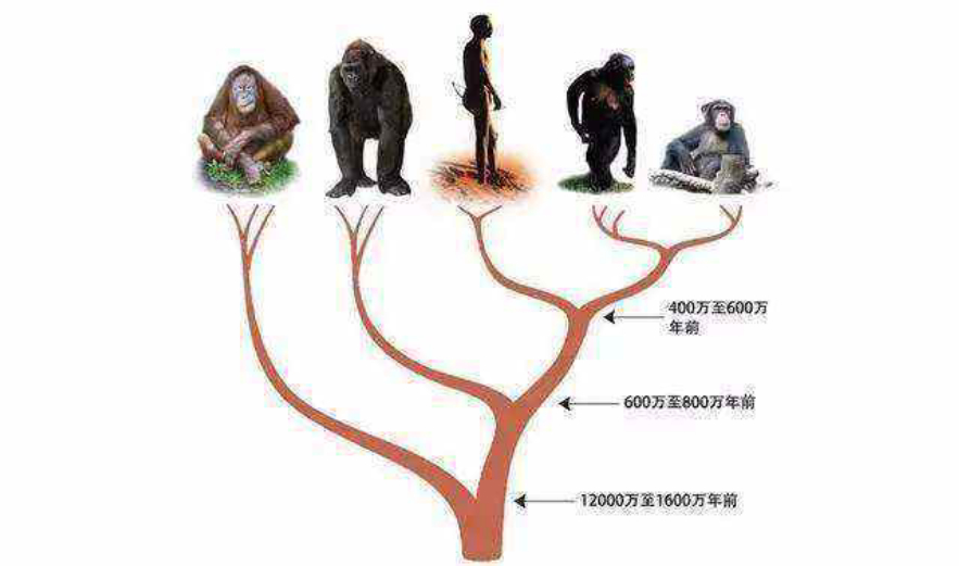 人类全身褪去毛发后，为何只留下了头发、阴毛和腋毛？忘记褪了？