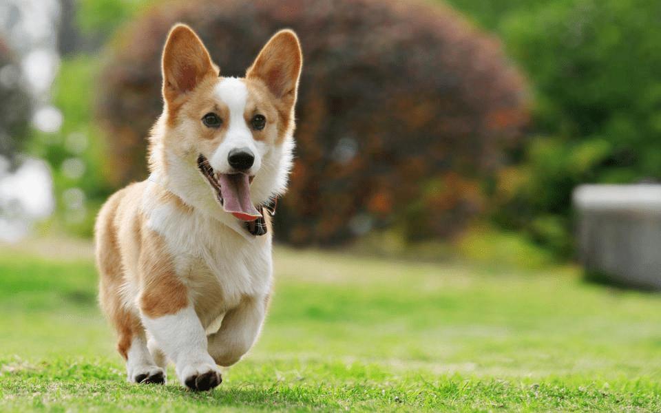 外面狗狗半夜叫个不停有什么预兆,狗狗半夜叫到底要不要管它