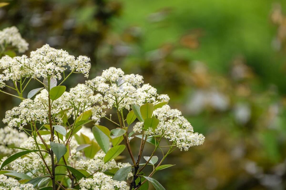 精液是什么气味,如何通过气味判断是否健康