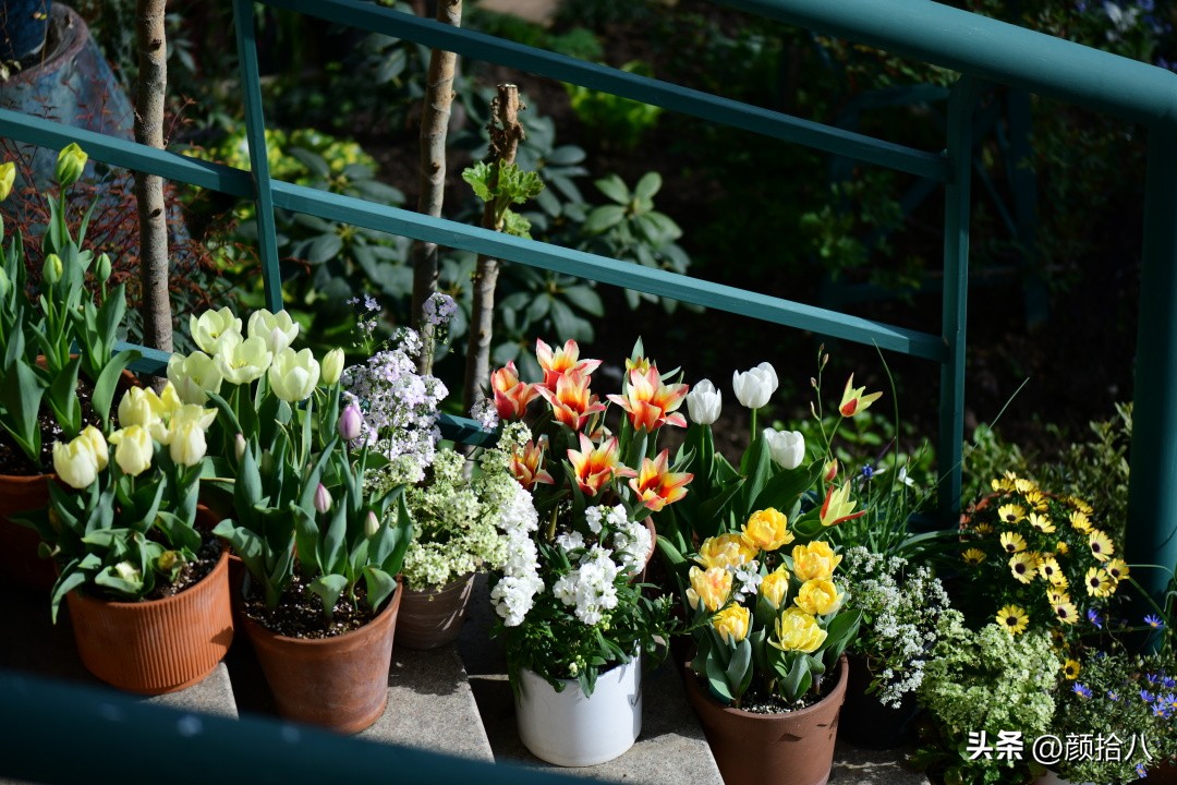 盘点今年河马花园里最美的几款郁金香|园丁