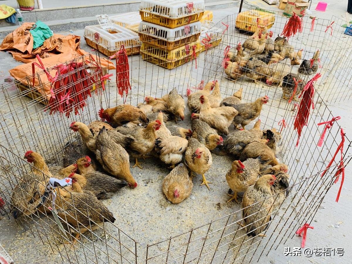 鸡眼病症,鸡眼病变什么症状