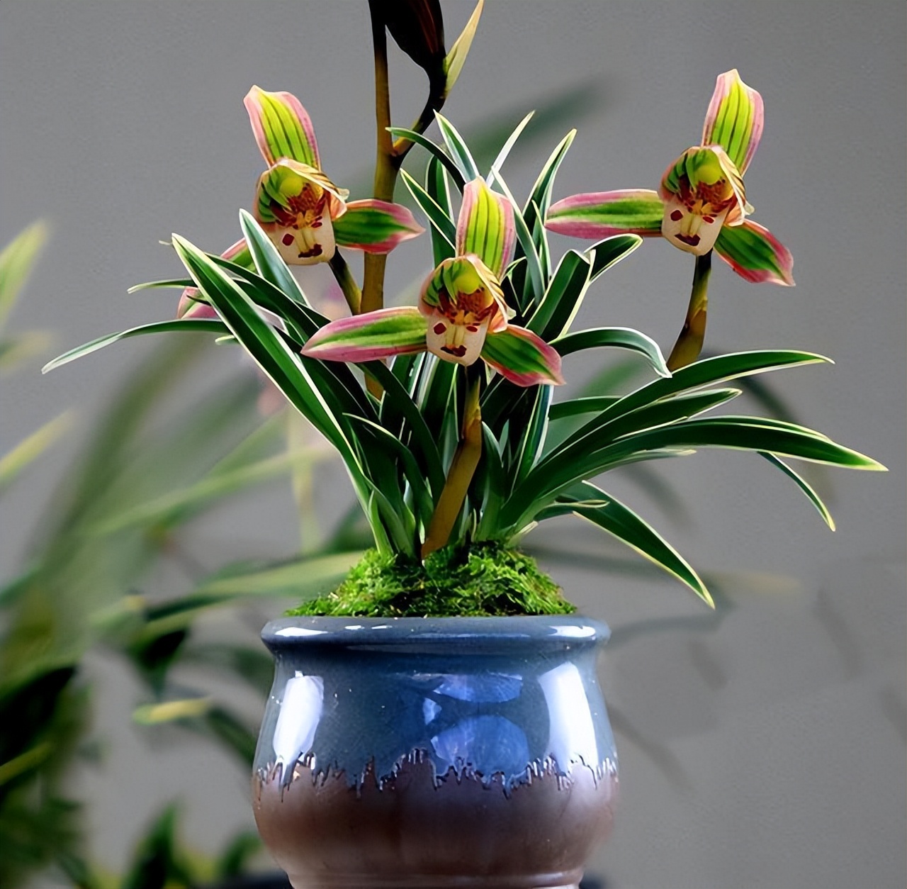 帝王妃金边矮种兰花直播,金边建兰帝王妃叶子多长