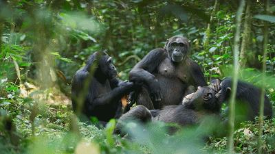 原来它们也有“性丑闻”,这片看完让我大开眼界