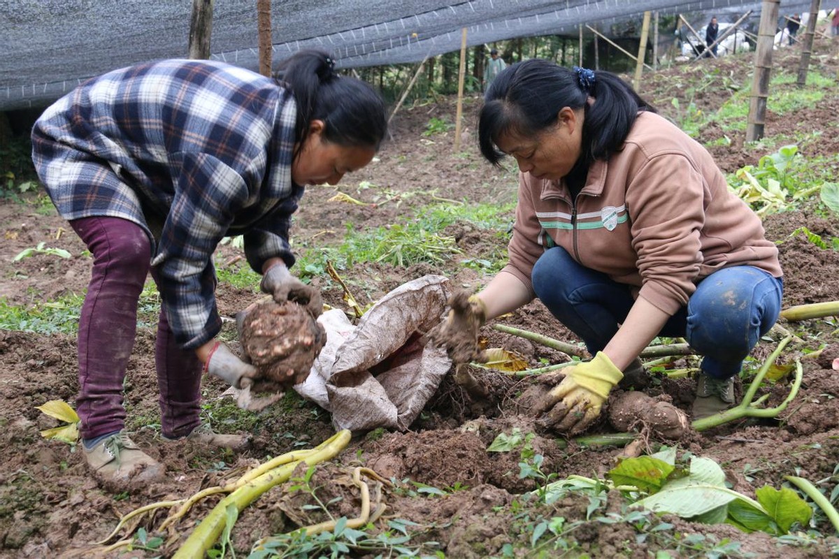 日本小学生的配餐,日本学生餐的教育意义
