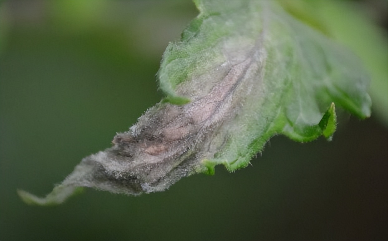 番茄发生晚疫病,怎么治呢?