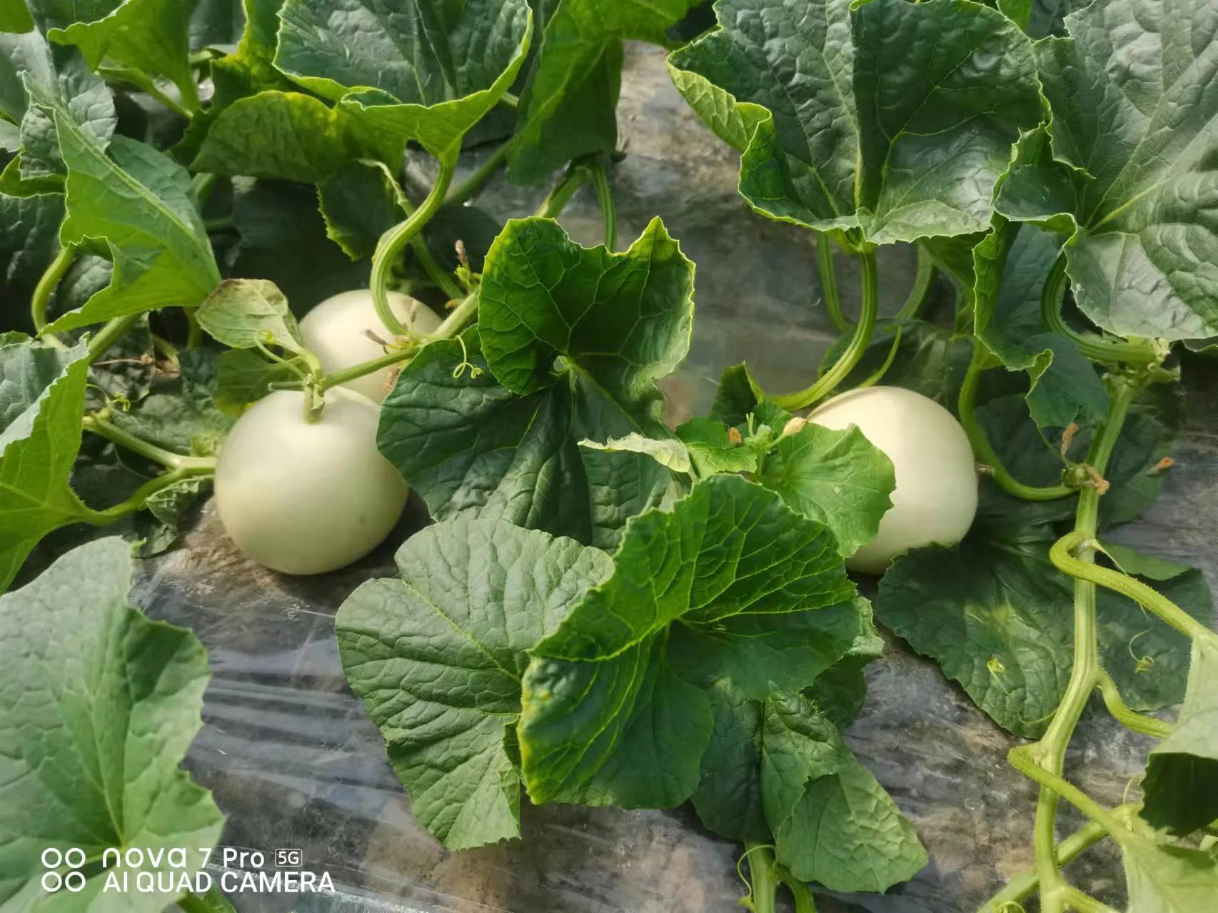 甜瓜霜霉病的预防与治疗