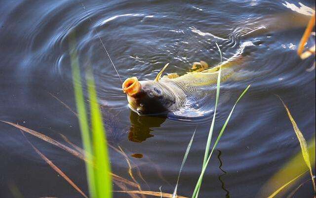 8字溜鱼法什么原理,手竿8字遛鱼技巧视频
