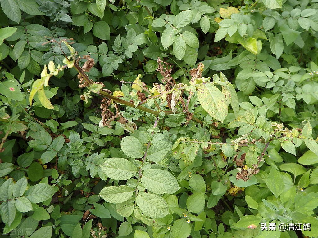 哈茨木霉菌和什么复配好,哈茨木霉菌和哪种有机肥搭配好