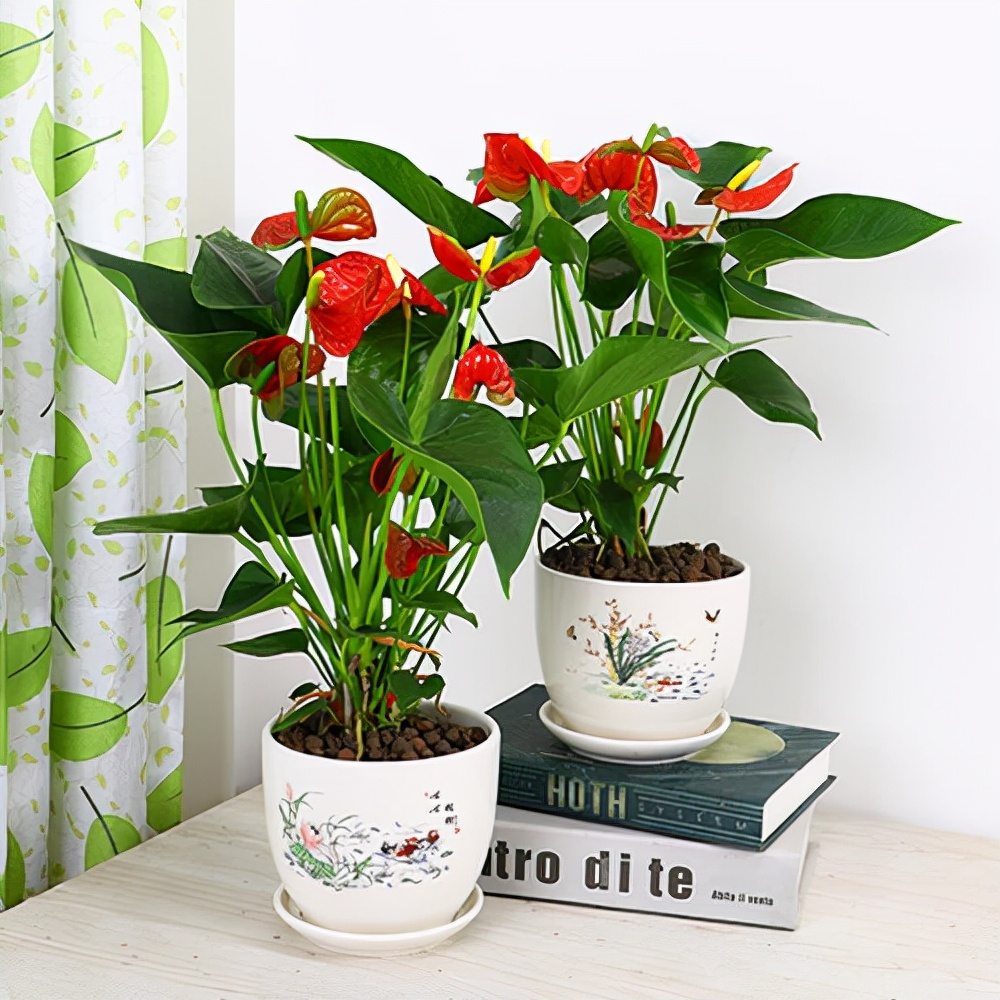 家里光照不足养的花,家里光照不足养什么植物