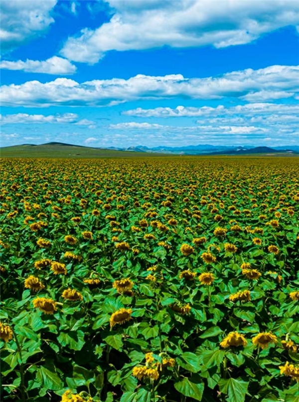 洽洽葵珍原味瓜子98g价格,洽洽葵珍高端品牌如何打造