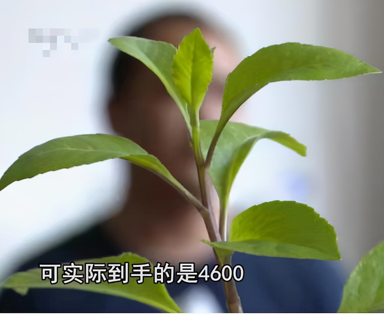 男子进入诈骗公司以为是救命稻草,网贷套路贷诈骗