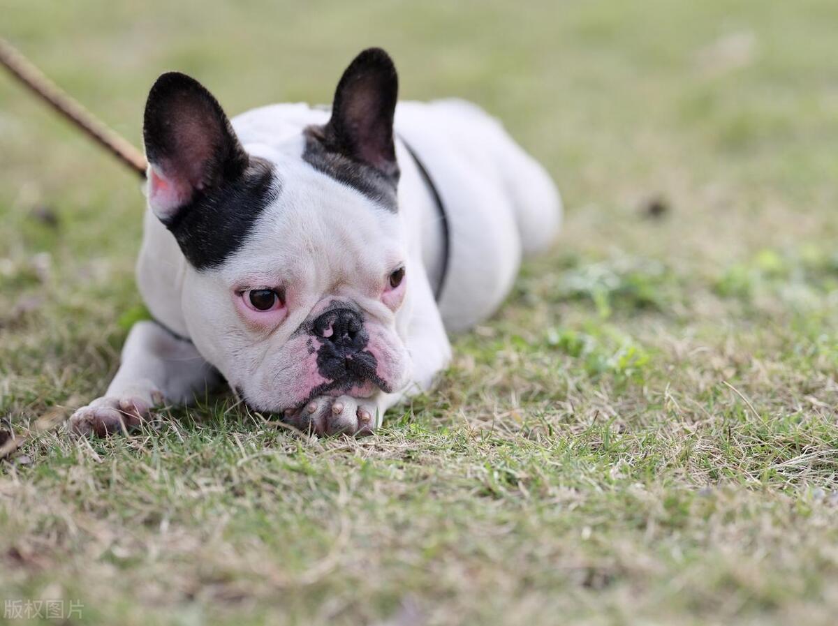 狗犬品种大全,狗的十大品种排名