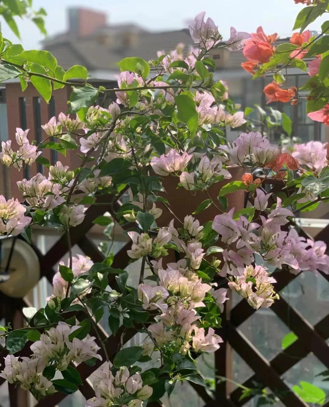 90后将天台改造成空中花园,90后姑娘回家改造楼顶花园