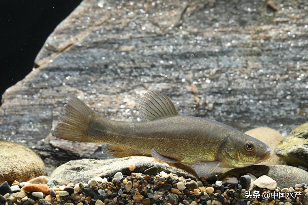 水生外来物种入侵防控工作方案,水生动物防疫