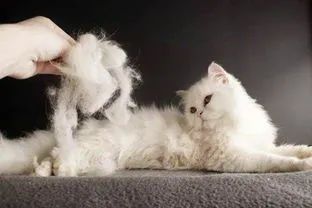 过敏体质的猫吃什么猫粮,低敏的猫有哪些品种