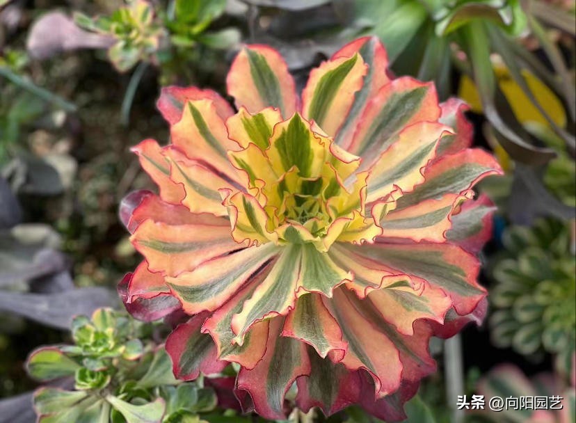 法师魅影现在什么价格,魅影法师锦为何贵