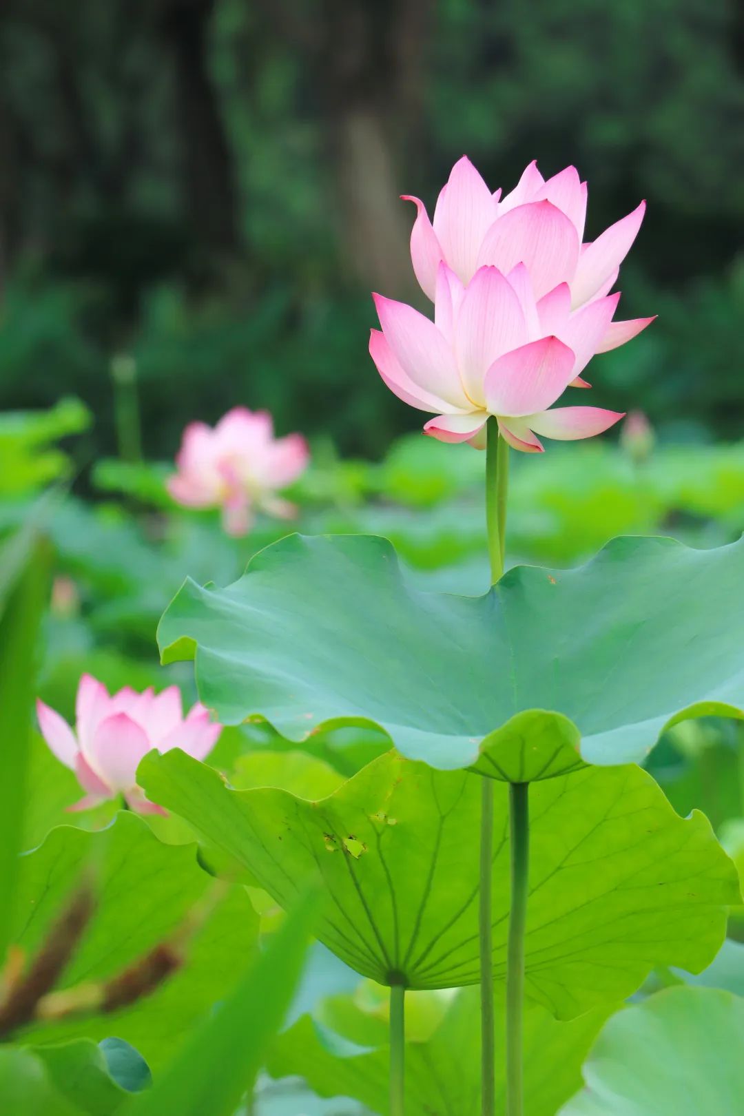 荷你有约环创,荷你有约完整视频