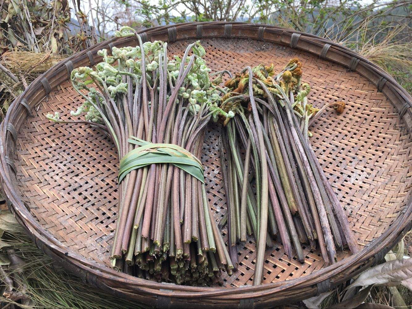 可以吃的野菜有哪几种常见野菜,爱吃野菜的人有福了