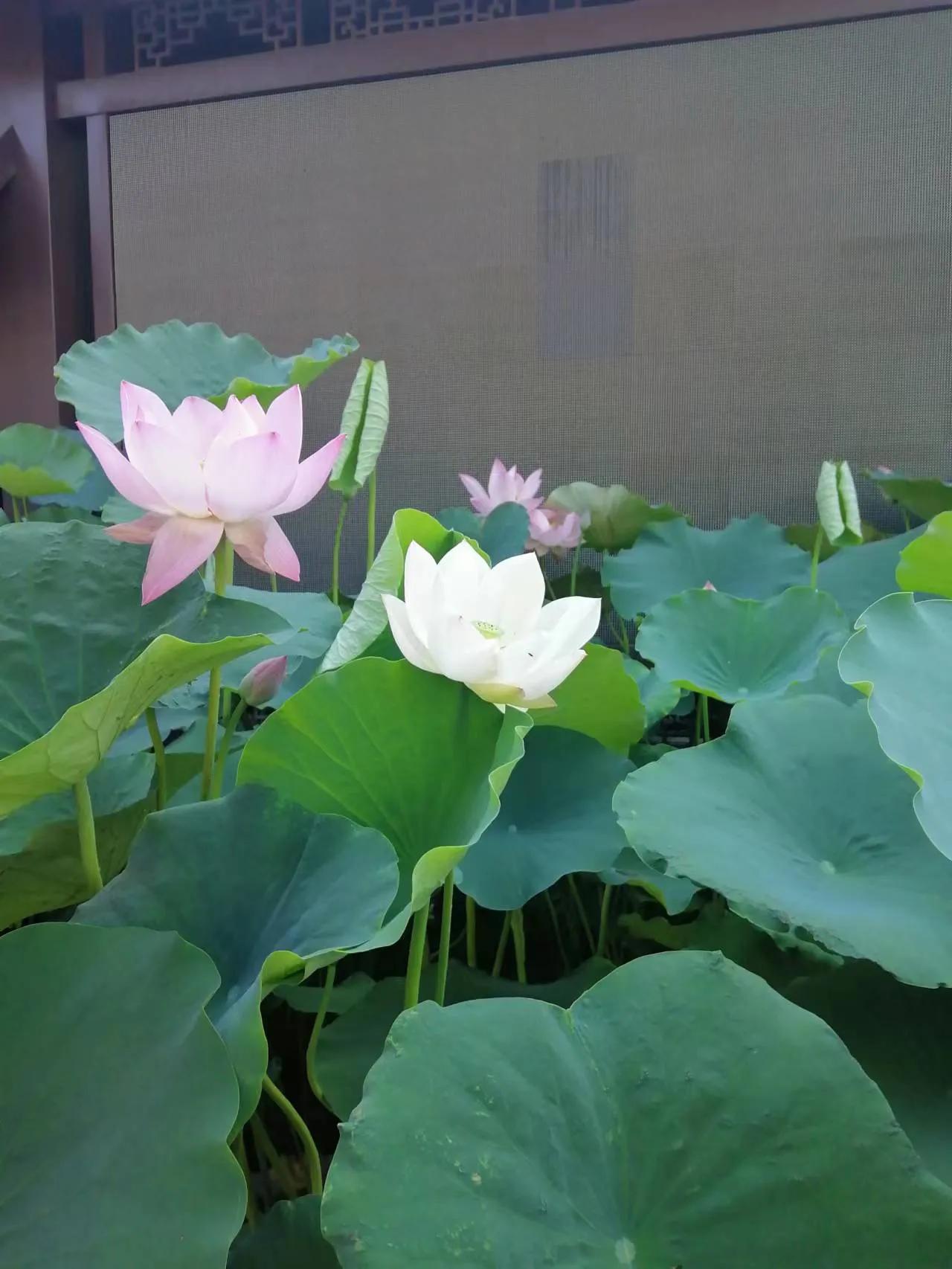 夏日花花大合集,夏日花花油画