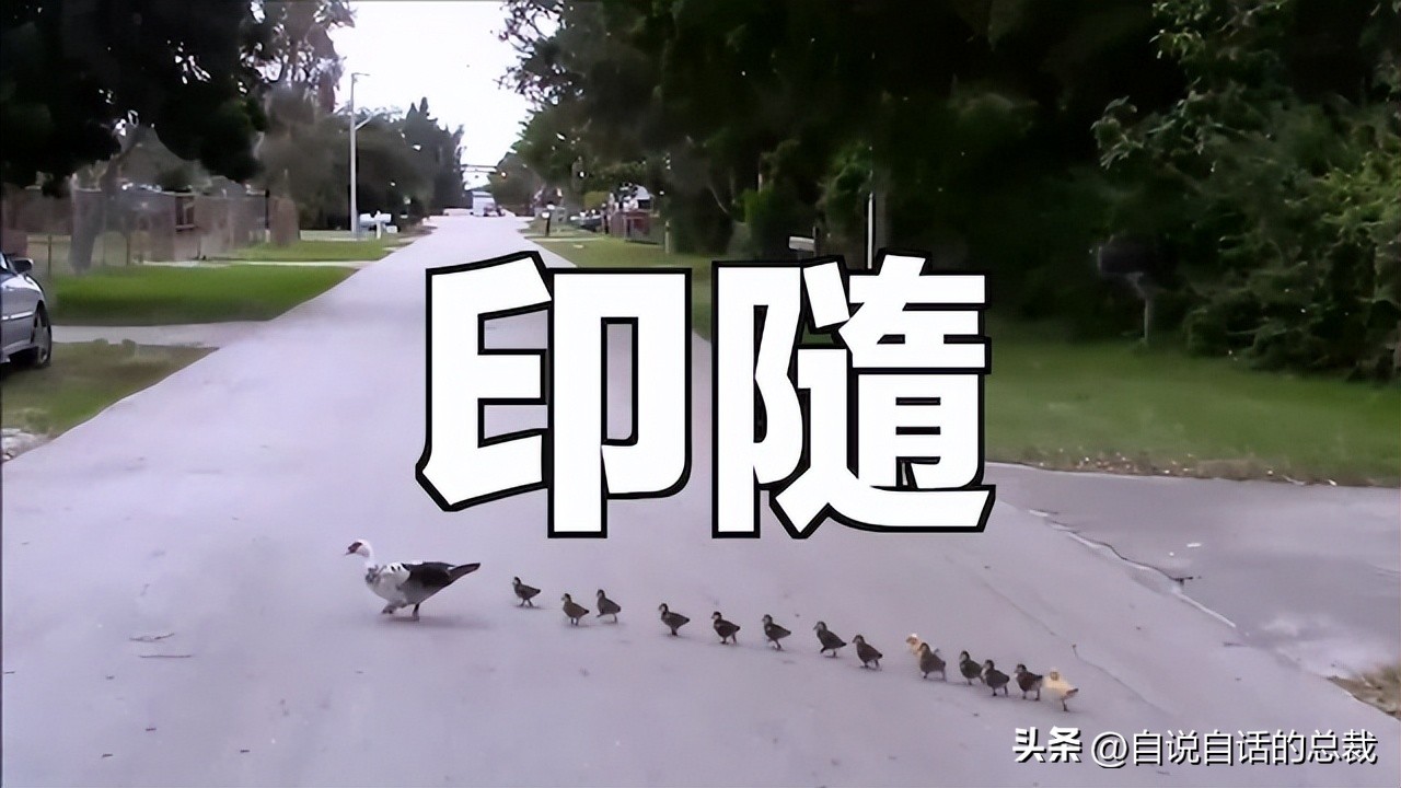 鸭：一鸭战四虎？弹射胜航母？鸭子的真相，也许超乎你的想象